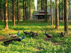 -黄海国家森林公园