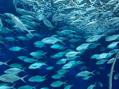 -上海海洋水族馆