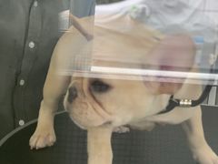 -BABYDOG宝贝狗宠物乐园(欧洲城店)