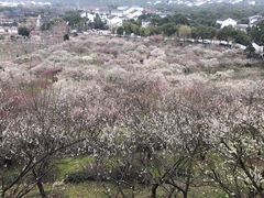 -香雪海