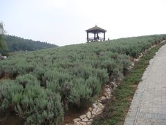 -大塘金香草谷