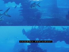-海棠湾洲际-涛·海底餐厅·美人鱼·自助餐·海底隧道
