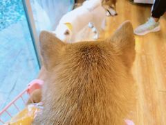 -柴犬高等学院·狗咖·柴犬售卖·宠物训练