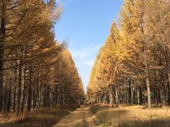 -塞罕坝国家级自然保护区