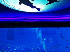 景点-上海海昌海洋公园