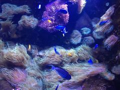 -悉尼海洋生物水族馆