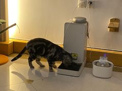-Catmate·猫肥家润(金润铂宫店)