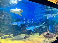 -烟台海昌鲸鲨海洋公园