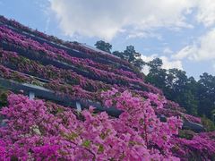 -深圳仙湖植物园-停车场
