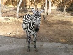 -清迈夜间动物园