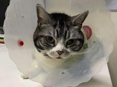 -全心全意连锁动物医院·特色中医诊疗(会城门分院)