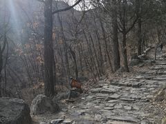 -阳台山自然风景区