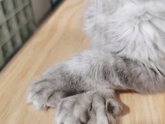 -十年猫舍·猫咪专门店(普陀店)