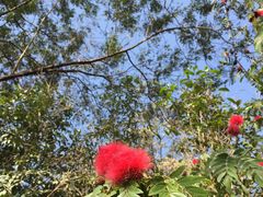 -瑞丽独树成林风景区