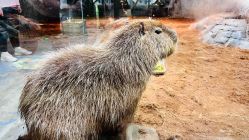 -Zoolung Zoolung动物主题公园(海信广场店)