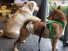 -百好乐宠物友好餐厅(朝外大街店)