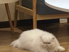 -滚猫咖啡·猫咖·猫友好撸猫(未来城店)