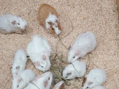 -上海大自然野生昆虫馆(东方明珠·爬宠昆虫探索中心)