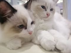 -喵的天空名猫咖啡馆·撸猫·猫舍·用品