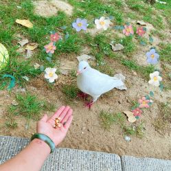 -上美四季动物农场
