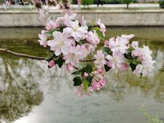 -海棠花溪(元大都城垣遗址公园)