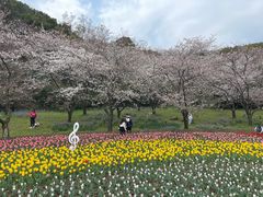 -苏州上方山国家森林公园