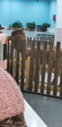 -Moni星球萌宠·小马宝莉·灵蛇·高端高阶全萌宠互动体验俱乐部(红豆国际广场店)