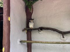 -吉隆坡雀鸟公园