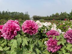 -曹州牡丹园