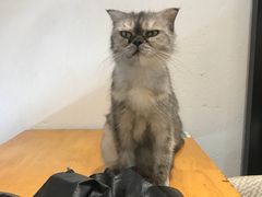 -猫色咖啡·猫咖
