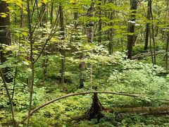 -五营红松林海景区