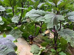 -万源龙顺度假庄园生态观光园