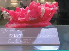 -中国地质博物馆