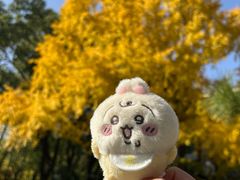 -上海瑞金洲际酒店