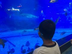 -烟台海昌鲸鲨海洋公园