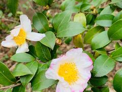 -上海吴淞炮台湾国家湿地公园