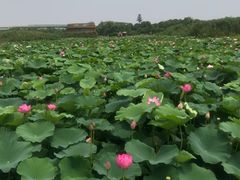 -荷塘月色湿地公园·向阳花洲