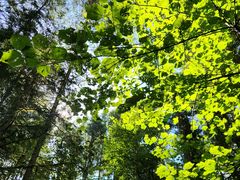 -五营红松林海景区