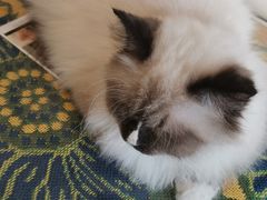 -平行世界·猫咖(首经贸店)