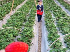 -小鱼草莓采摘园农家乐·小鱼餐厅