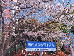 -高东镇樱花园