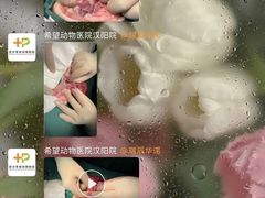 -希望动物医院(汉阳院)