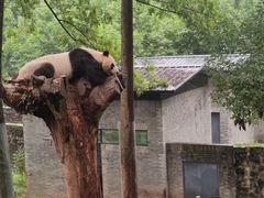 -都江堰中华大熊猫苑
