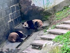 -中国大熊猫保护研究中心雅安碧峰峡基地