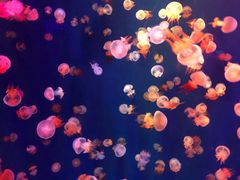 -成都浩海立方海洋公园