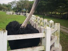 -瑞穗牧场