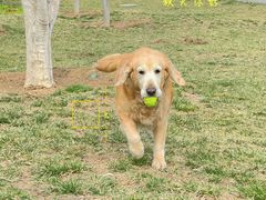 -百好乐宠物友好餐厅(朝外大街店)