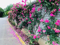 -长安上水缘度假庄园