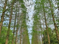 -昆山城市生态森林公园