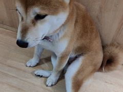 -是阿柴呀！柴犬咖啡·爱喵喵猫咖